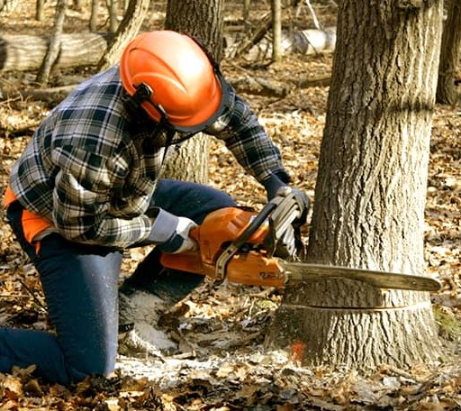 Tree Removal in Middlebury, CT